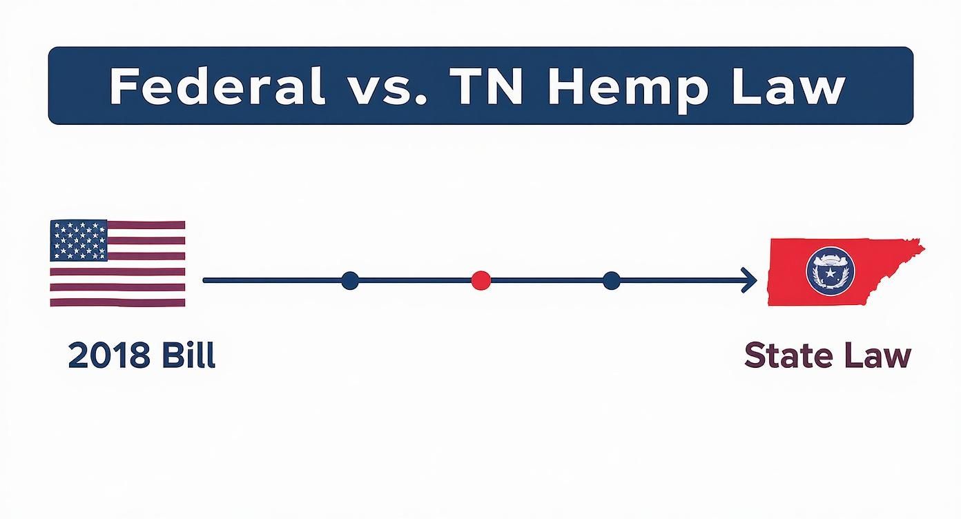 Infographic showing a timeline of the 2018 Farm Bill and subsequent Tennessee state hemp laws.