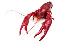 Crawdad avatar