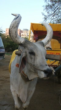 Husqofaman avatar