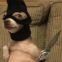 Improvised Arms for All! avatar