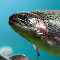 SangreDeTruchas avatar