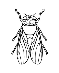 Tavelkyosoba avatar